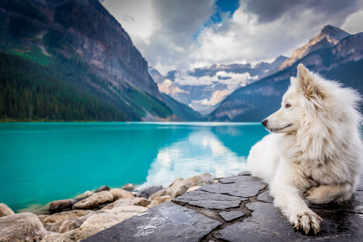 white wolf sitting behind the sea